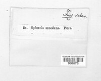 Sphaeria secedens image